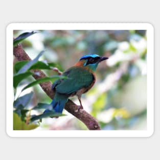 Blue Crowned Motmot Perching on Branch Photo Sticker